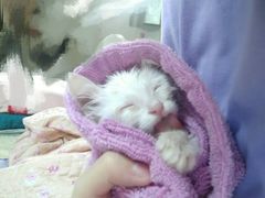 -纳吉亚猫专科动物诊疗中心(蒋宅口分院)