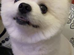 -八公叔叔宠物美容连锁(春申店)