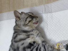 -北京观赏动物医院·24小时大型综合·猫专科·异宠专科