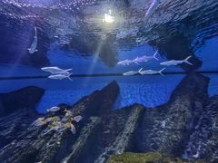 -海合安武汉极地海洋公园