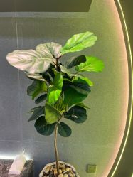 -不迫先生专业男士剪发