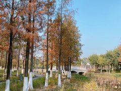 -映月湖公园