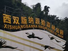-西双版纳原始森林公园