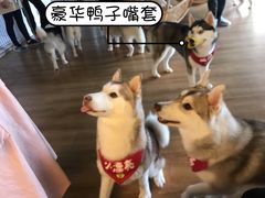 -Husky Go! 哈士奇体验馆·宠物咖啡厅狗咖