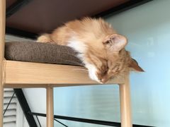 -平行世界·猫咖(首经贸店)