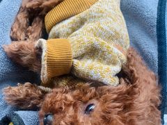 -佳怡动物医院·平价24小时·猫专科骨外科