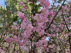 -南汇桃花村