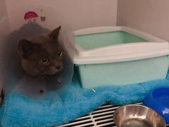-宠颐生中康贝怡动物医院