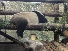 -上海野生动物园老虎餐厅