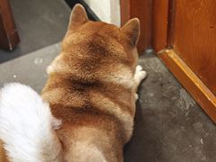 -啡语