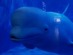 -多彩贵州城极地海洋世界