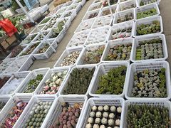 -中环花鸟鱼虫市场