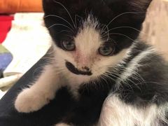 -纳吉亚猫专科动物诊疗中心(蒋宅口分院)