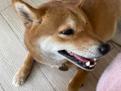 -柴犬高等学院·狗咖·柴犬售卖·宠物训练