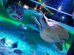 -暹罗海洋世界