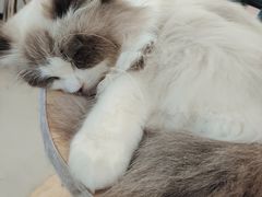 -共舞时光猫咖·狗咖(新街口店)