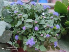 -双季花艺园艺市场(浦东店)
