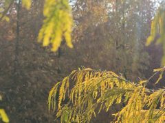 -上海海湾国家森林公园