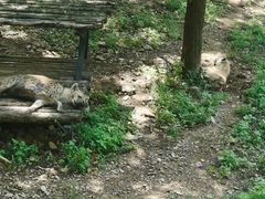 -大连森林动物园