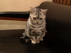 -猫友咖啡店(玉林西路店)