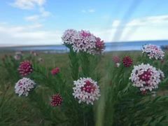 -青海湖国家重点风景名胜区