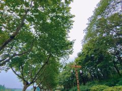 -宜兴龙背山森林公园