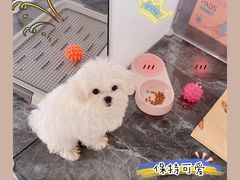 -芭比堂动物医院·CT·微创中心(新顺分院)