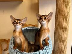 -猫十亿·布偶金渐层·曼基康矮脚猫舍(青年路店)