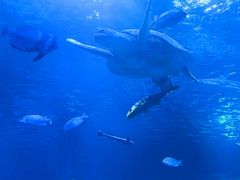 -太平洋海底世界