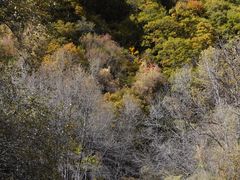 -叠溪松坪沟景区