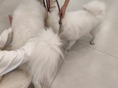-安格丽娜·狗咖·猫咖羊驼咖(春熙路百盛商场店)