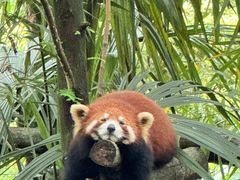 -卧龙中华大熊猫苑神树坪基地