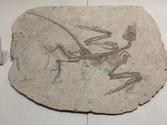 -辽宁古生物博物馆