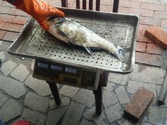 android_upload_pic-姥家大锅台水库渔家