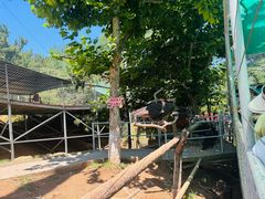 -西霞口神雕山野生动物世界