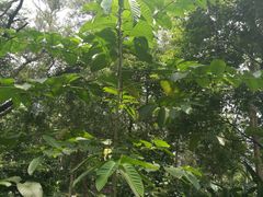 -广西壮族自治区药用植物园