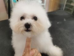 -车接车送·寄养洗护·德文猫舍(大宁店)