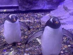 -迪拜水族馆及水下动物园
