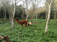 -海南热带野生动植物园