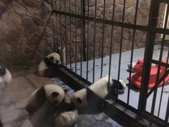 -成都大熊猫繁育研究基地