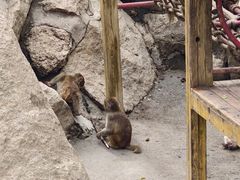 -青藏高原野生动物园