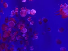 -哈尔滨波塞冬海底世界