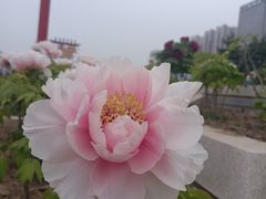 -曹州牡丹园
