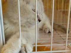 -名猫咖啡馆·撸猫·拼豆