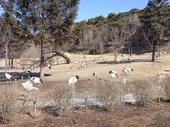 -沈阳森林动物园