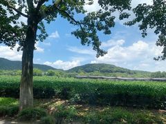 风景-野蔓果·山野菜(西湖景区·龙井茶田店)