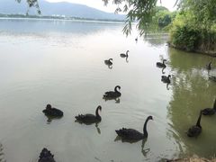 -长兴太湖图影湿地文化园