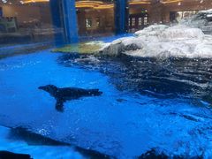 -上海海昌海洋公园