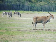 -威勒比开放式动物园