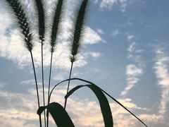 -艾溪湖湿地公园